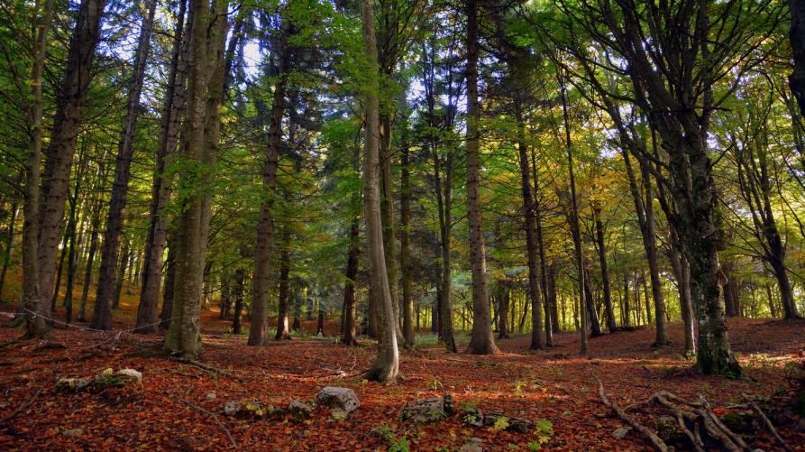 APPROVATO IL PIANO TRIENNALE DEI LAVORI FORESTALI 2026‑2028 🌲💼 La Regione…