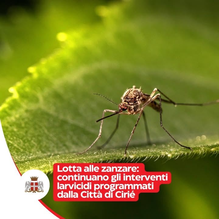 🦟 Lotta alle zanzare: nuovi trattamenti di disinfestazione